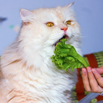 7 delicious human foods and treats safe for cats