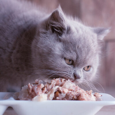 7 human foods that cats can have