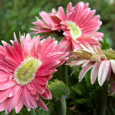 Birth month flowers and their meaning