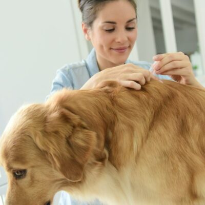 Home remedies for dog allergies